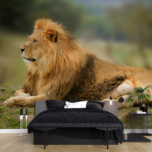 Lion Wallpaper