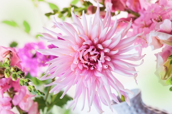 Close-up of a pink dahlia flower, a beautiful image for a canvas print artwork.
